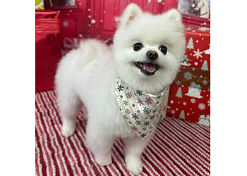 Denver Pet Grooming Pampered Paws