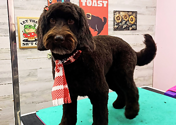 Denver Pet Grooming Pampered Paws