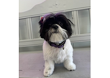 Tempe Pet Grooming Pampered Paws Cage Free Grooming Salon