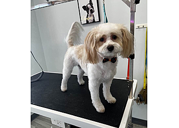 Tempe Pet Grooming Pampered Paws Cage Free Grooming Salon