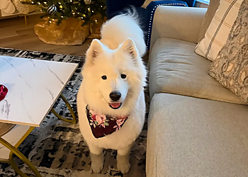 Charlotte Pet Grooming Pampered Paws at The Fountains