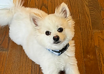 Charlotte Pet Grooming Pampered Paws at The Fountains