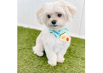 Garden Grove Pet Grooming Pampered Puppy Pet Grooming