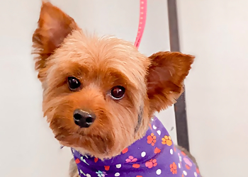 Garden Grove Pet Grooming Pampered Puppy Pet Grooming