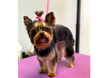Pampered Puppy Pet Grooming Garden Grove Pet Grooming image 1
