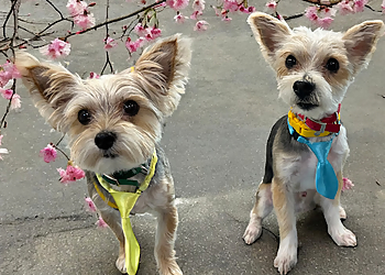 Joliet Pet Grooming Pampered Pups