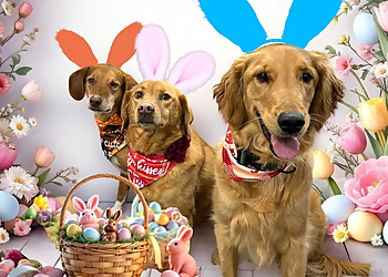 Joliet Pet Grooming Pampered Pups