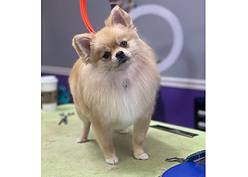 Cape Coral Pet Grooming Paradise Grooming