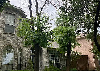 McKinney Tree Services Paramount Tree Care