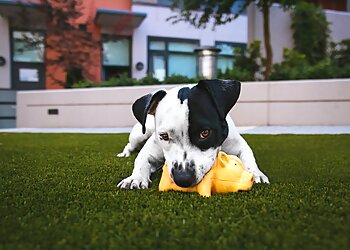 Dallas Dog Walkers Park Cities Pet Sitter