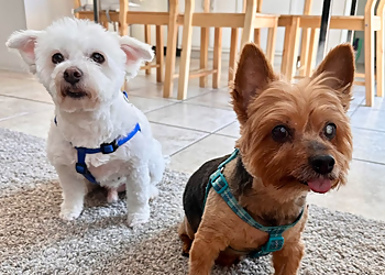 Tucson Pet Grooming Park N Bark Mobile Grooming Tucson