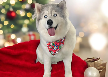 Tucson Pet Grooming Park N Bark Mobile Grooming Tucson