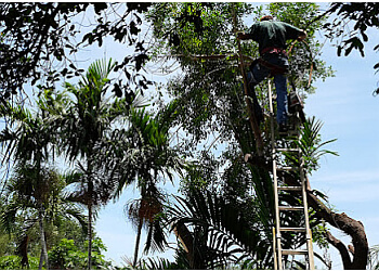 Parsons tree service - Hollywood, FL Tree Services - Repair Process Image