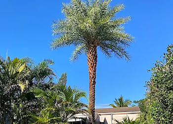 Parsons tree service Parsons tree service - Hollywood, FL Tree Services - Service Highlights