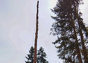 Vancouver Tree Services Pa’s Tree Service