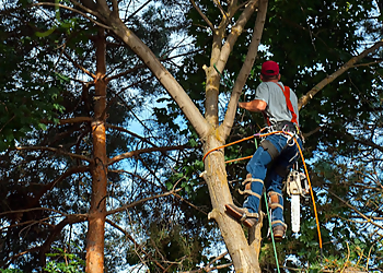 Vancouver Tree Services Pa’s Tree Service