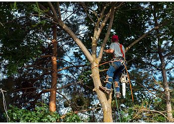 Pa’s Tree Service Vancouver Tree Services