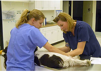 Pasadena Veterinary Clinics Pasadena Pets Veterinary Hospital