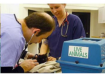 Pasadena Veterinary Clinics Pasadena Pets Veterinary Hospital