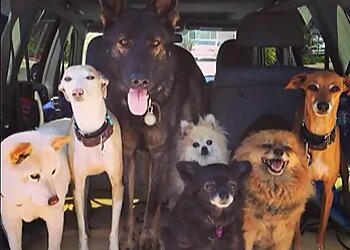 Passionate 4 Pets, LLC Irvine Dog Walkers image 1