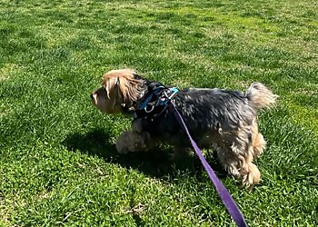 Alexandria Dog Walkers Passionately Pets