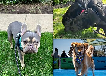 Alexandria Dog Walkers Passionately Pets
