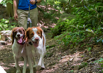 Washington Dog Walkers Patrick's Pet Care