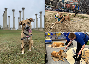 Washington Dog Walkers Patrick's Pet Care