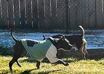 Durham Dog Walkers Paula's Pawsome Pets