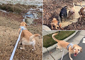 Durham Dog Walkers Paula's Pawsome Pets