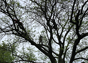 Aurora Tree Services Paulo & Sons Tree Services