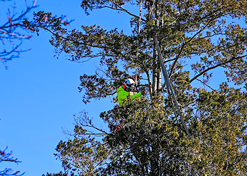 New Haven Tree Services Paulo's Landscaping and Tree Removal LLC