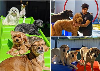 San Diego Dog Training Paw Commons Pet Resort & Training Center