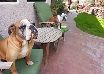 Henderson Dog Walkers Paw Minders Plus Pet Sitters