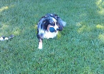 Henderson Dog Walkers Paw Minders Plus Pet Sitters