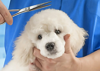 Omaha Pet Grooming Paw Paradise Spa