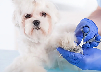 Omaha Pet Grooming Paw Paradise Spa