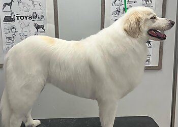 Philadelphia Pet Grooming Paw Prints Professional Grooming