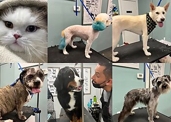 Philadelphia Pet Grooming Paw Prints Professional Grooming