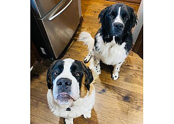 Lincoln Dog Walkers Paw Sensitive