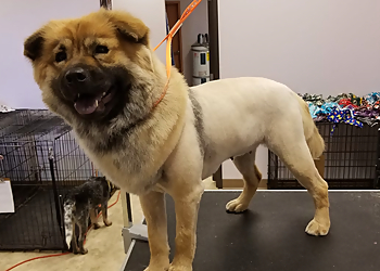 Elk Grove Pet Grooming Paw Spa