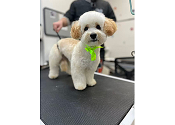 Pawfect Pet Grooming - Sterling Heights, MI Pet Grooming - Service Image