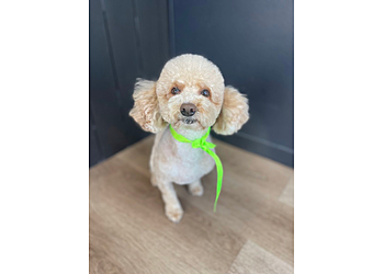 Pawfect Pet Grooming - Sterling Heights, MI Pet Grooming - Service Highlights