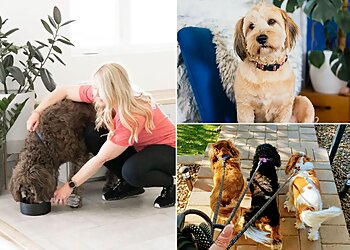 Phoenix Dog Walkers Pawfect Pet Sitter