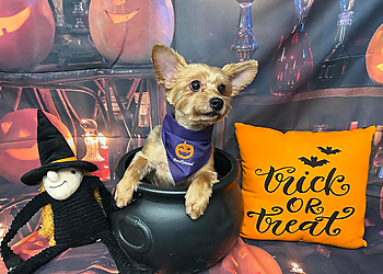 Elizabeth Pet Grooming Pawllywood Grooming