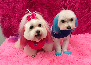 Elizabeth Pet Grooming Pawllywood Grooming