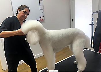 Coral Springs Pet Grooming Pawmper Fluffy Salon and Pet Spa