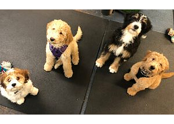 Seattle Dog Training Paws4training