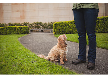 Seattle Dog Training Paws4training