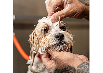 Corona Pet Grooming Paws At Main